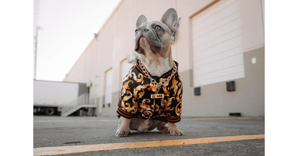 Dog Clothing Trends: Why Designers Are Increasingly Designing Pet ...
