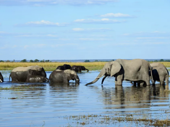 Chobe National Park: The Complete Guide