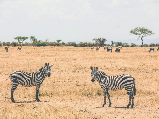 SERENGETI SAFARI ITINERARY: 4 DAYS IN TANZANIA’S LARGEST NATIONAL PARK