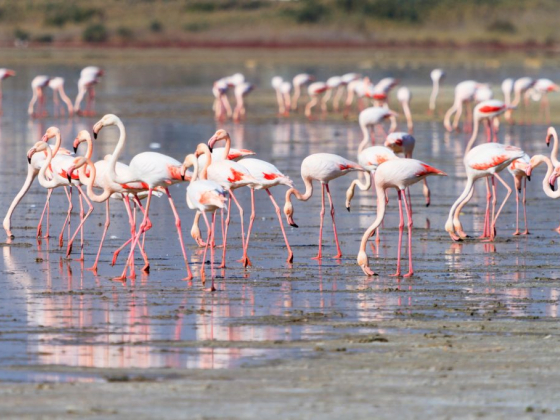 The Top Things To Do and See in Larnaca, Cyprus