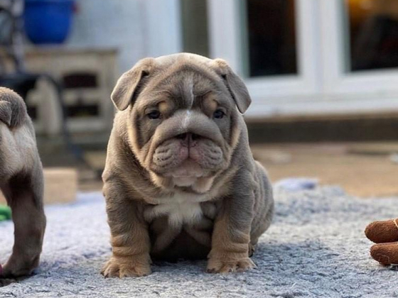 English Bulldog Puppies For Sale