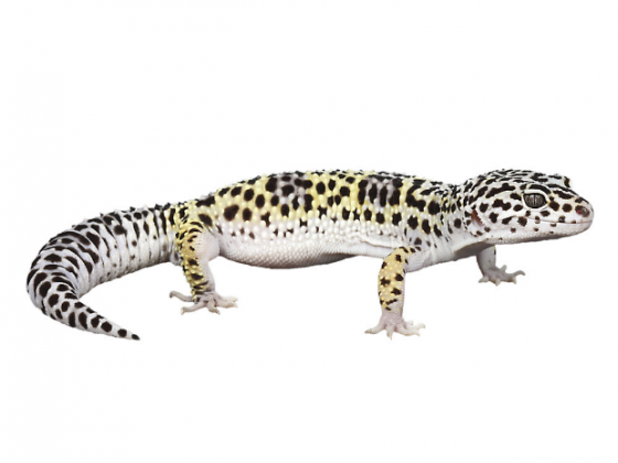 Leopard Gecko
