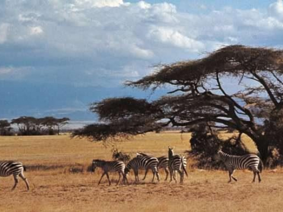 Amboseli National Park national park, Kenya