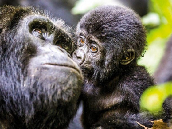 Trekking in Bwindi Impenetrable National Park