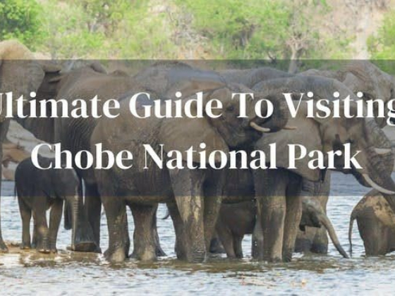 An ultimate guide to visiting Chobe National Park, Botswana
