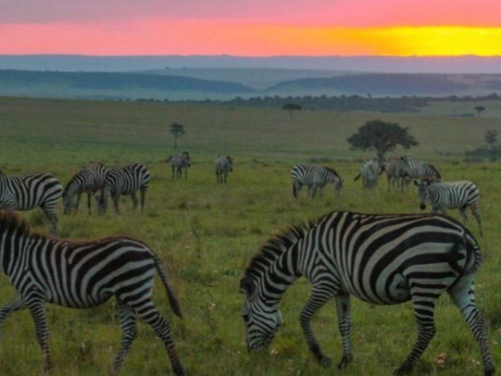 Maasai Mara National Reserve: The Wildlife Jewel of Kenya