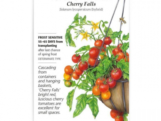 Cherry Falls Bush Cherry Tomato Seeds