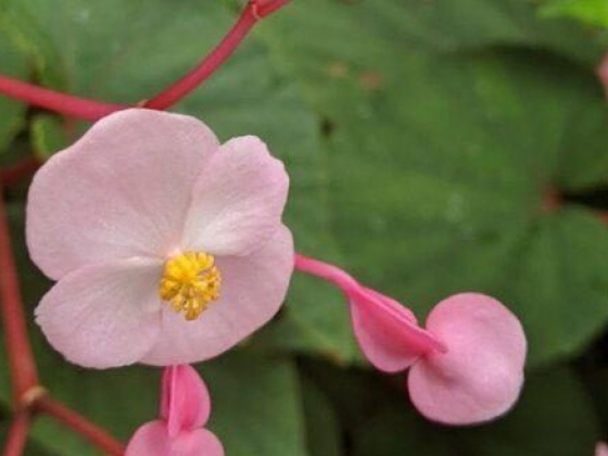 2022 Inman Park Festival and Parade