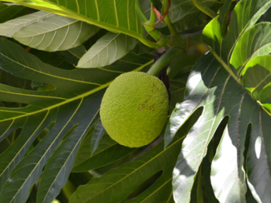 7 must-try Tahitian dishes in Tahiti