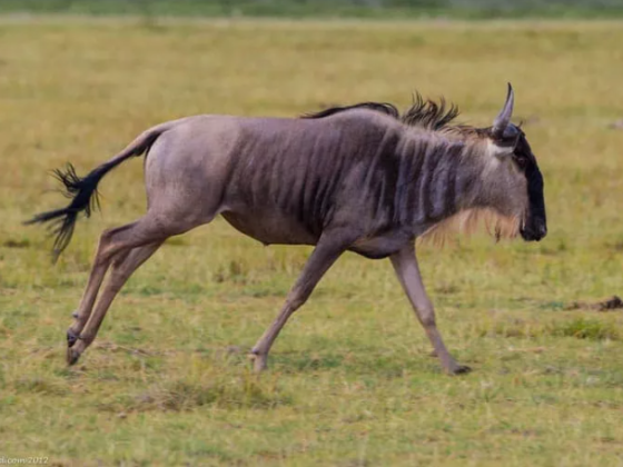 Amboseli National Park – Kenya’s Royal Court