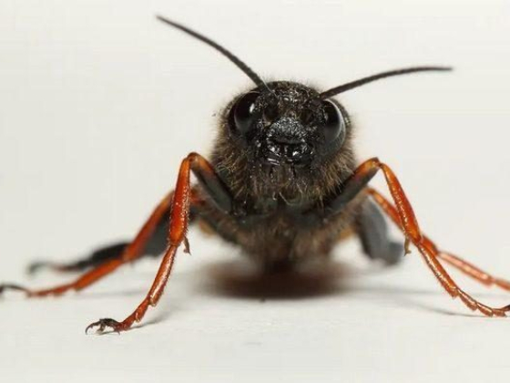 Why I’m testing what invasive insects can see and the smells they like