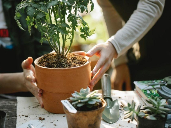 Eight Trends That Will Define the Gardening Industry in 2022