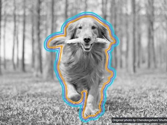 8 Animals Who Have Held Political Office