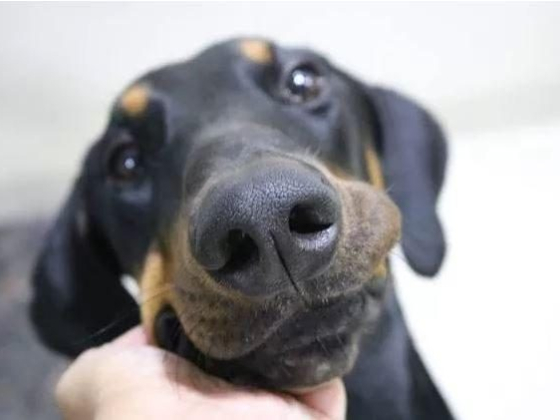 Top 10 Clingy Dog Breeds