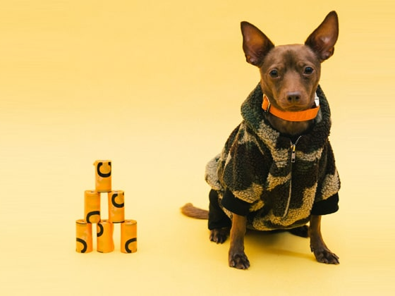Pet Apparel Start-ups Are Addressing The Market Gap And Gearing Up Speedily