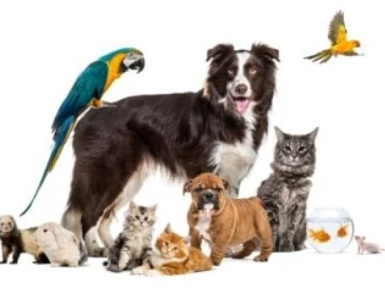 Pet Industry Statistics 2023: Facts & Trends on the $261 Billion Pet Market