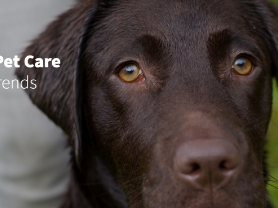 Global State of Pet Care Stats, Facts and Trends