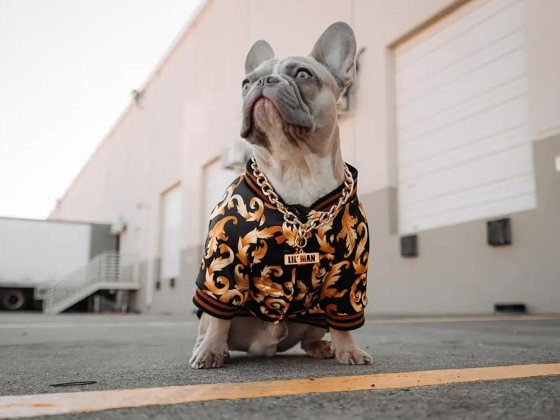 Dog Clothing Trends: Why Designers Are Increasingly Designing Pet Models
