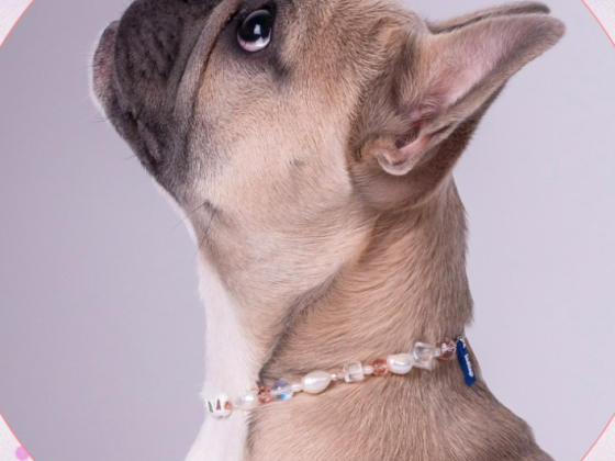 11 Pet Trends We’ll See Everywhere in 2023