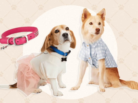 6 Dog Fashion Trends in 2023: Barbiecore, Balletcore & More