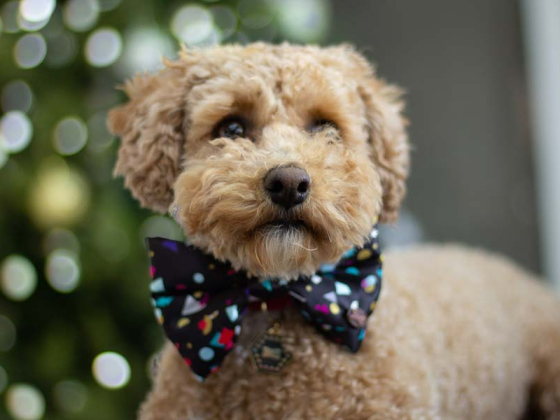 Top Trends: The Ultimate Guide to Stylish Pet Fashion