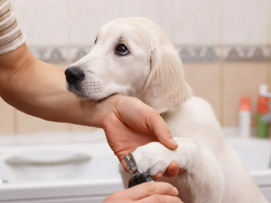 Puppy Grooming 101: Tips for Grooming Your New Puppy