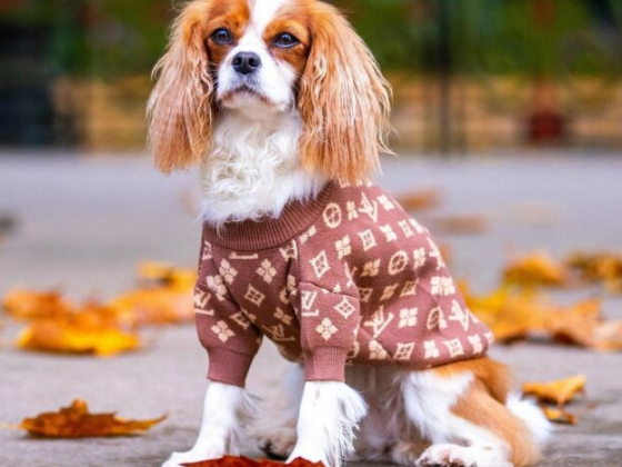 Designer Pet Fashion: Hot Trends and Styles for Pawsome Pooches 2024