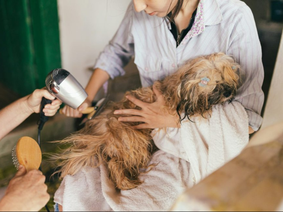 Ultimate Guide to Dog Grooming in 2024