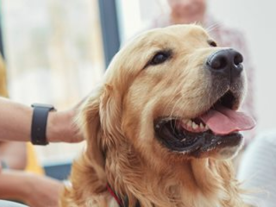 45 Playful Pets & Their Owners Facts