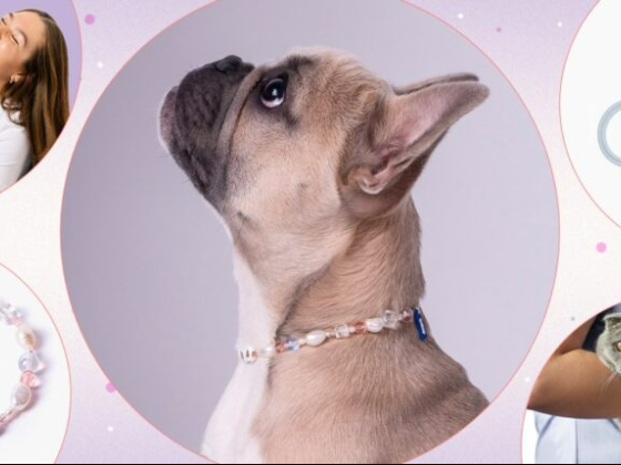 Pet Fashion Trends Anticipated for 2024: A Sneak Peek into Furry Fashion