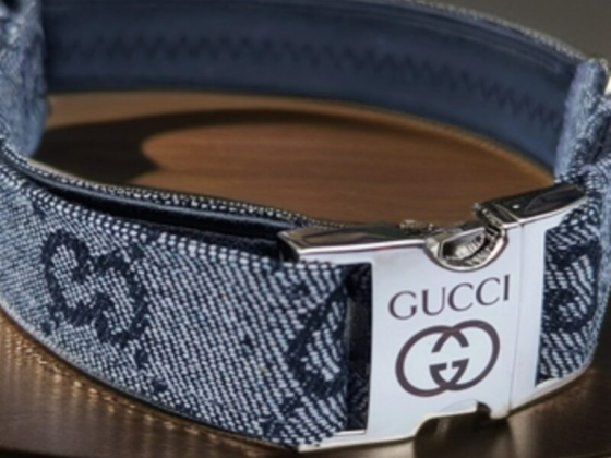 Top 9 Pet Fashion Trends for 2024: Designer Dog Collars and More
