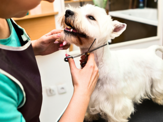 Exploring the Convenience and Considerations of Mobile Pet Grooming
