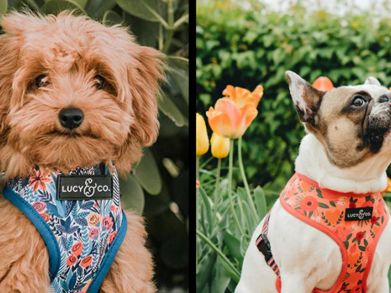 Exploring the Latest Pet Fashion Trends 2024: Designer Dog Collars