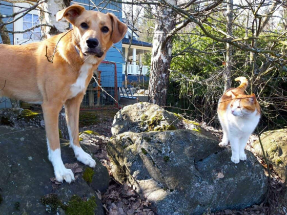 Top Pet Industry Trends In 2024: Best Cat And Dog Products