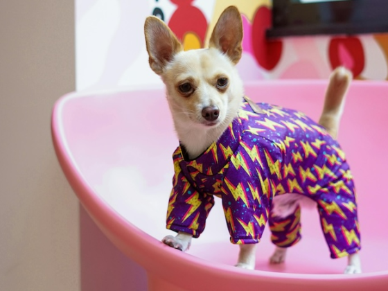 Trending Dog Apparel in 2024