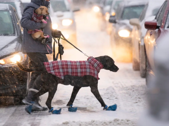 The Pet-products Market Is Booming. But Does Your Dog Need A Coat?