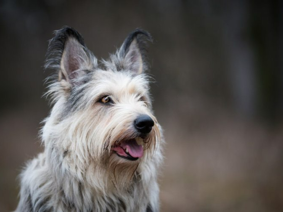 18 New Dog Breeds Recognized by the AKC: 2024 Update