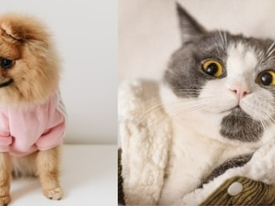 National Dress Up Your Pet Day 2024: All You Need To Know About The Adorable January 14 Holiday