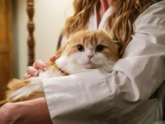 10 Pet Industry Cat Trends to Watch for in 2024