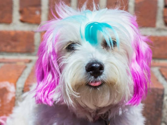 Top Dog Grooming Styles on the Rise in 2024