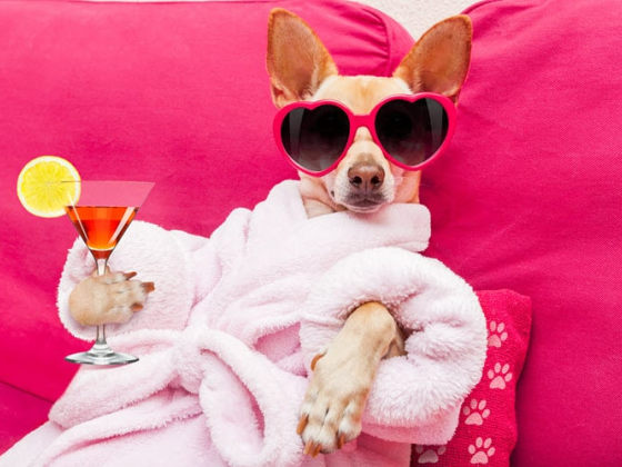 101 Fun and Interesting Dog Facts