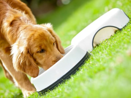 5 Key Pet Industry Trends to Watch 2024-2028