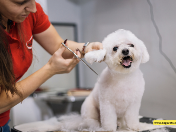 The Evolution of Grooming: How a Mobile Pet Salon is Changing the Game