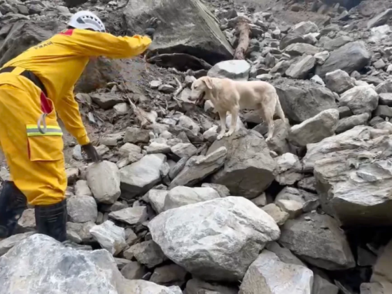 Roger, overly playful dog who failed police academy, becomes star of Taiwan quake response