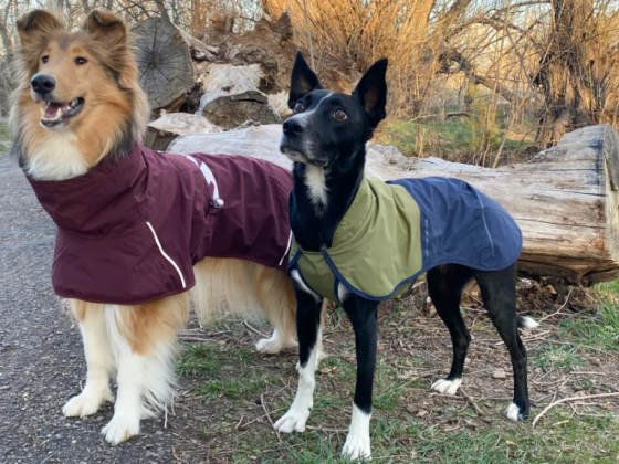 12 best dog raincoats to keep your pup dry