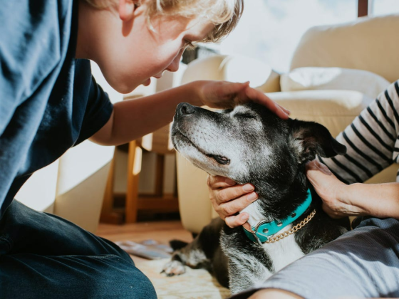 Best Cheap Pet Insurance Companies of April 2024