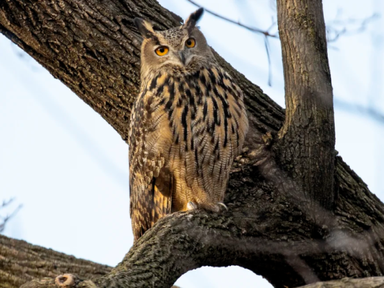 Giving a hoot on Earth Day: How to protect owls in your own backyard