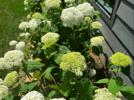 The Secret Tip for Drying Hydrangeas