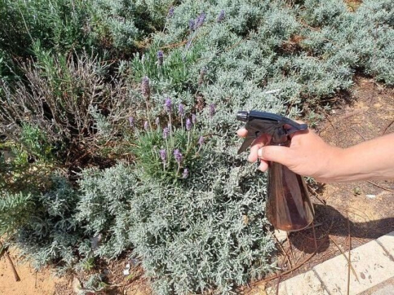 How to Make a Mouthwash Mosquito Repellent: A Simple Summer Solution