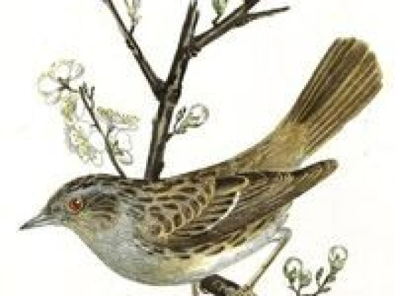 Sherry | Canterbury Cottage